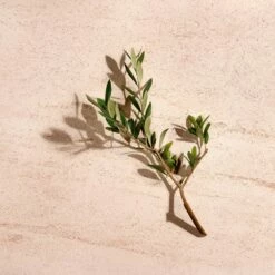 Bottega Veneta Illusione For Her -Negozio online Regalo Di Profumo Italia 2024 cont bottega veneta illusione her36142256220526p