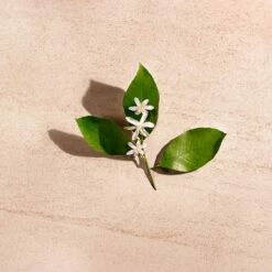 Bottega Veneta Illusione For Her -Negozio online Regalo Di Profumo Italia 2024 cont bottega veneta illusione her36142256220527p