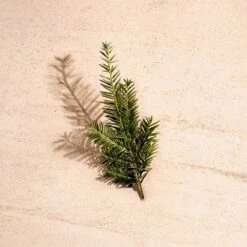 Bottega Veneta Illusione For Him -Negozio online Regalo Di Profumo Italia 2024 cont bottega veneta illusione him36142250087265p