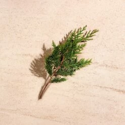 Bottega Veneta Illusione For Him -Negozio online Regalo Di Profumo Italia 2024 cont bottega veneta illusione him36142250087267p