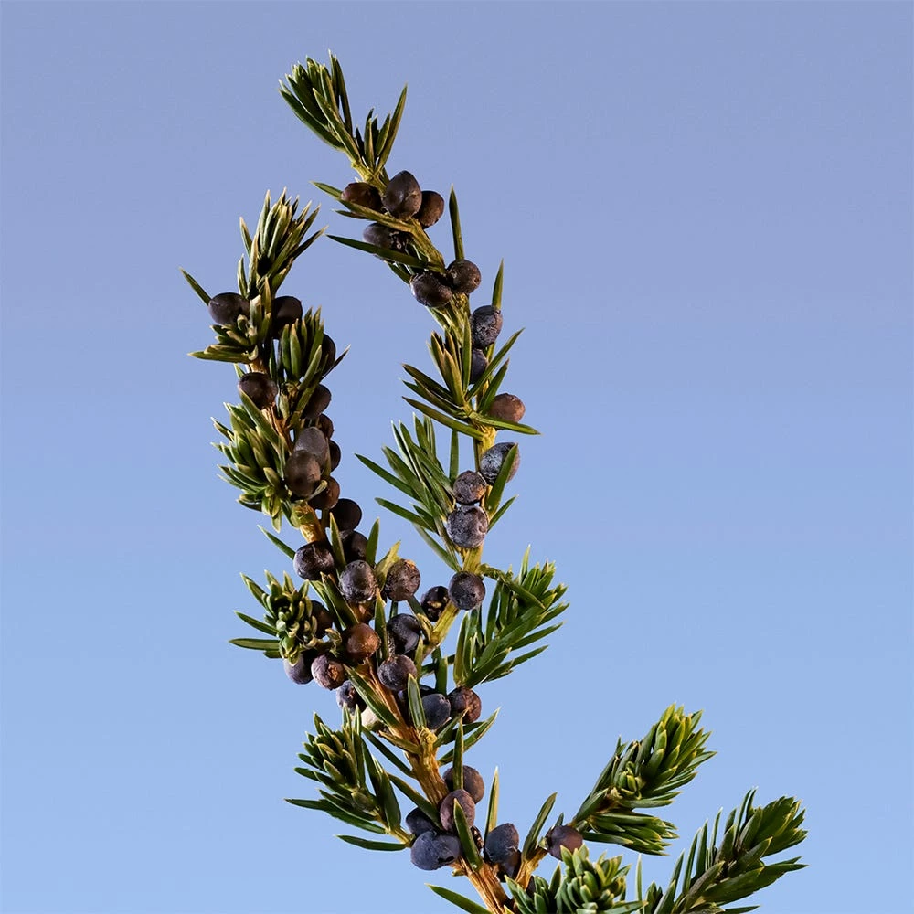 Calvin Klein Ck Be 8 Calvin Klein Ck Be - immagine 6