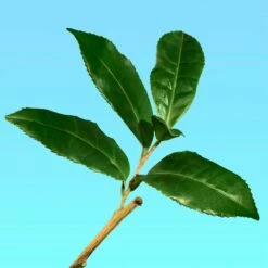 Calvin Klein Ck One -Negozio online Regalo Di Profumo Italia 2024 cont calvin klein ck one00883006074337p