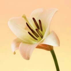 Calvin Klein Eternity For Her -Negozio online Regalo Di Profumo Italia 2024 cont calvin klein eternity d00883006014006p