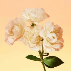 Calvin Klein Eternity For Her -Negozio online Regalo Di Profumo Italia 2024 cont calvin klein eternity d00883006014007p