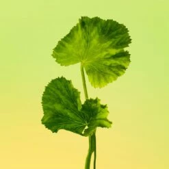 Calvin Klein Eternity -Negozio online Regalo Di Profumo Italia 2024 cont calvin klein eternity u00883006053097p