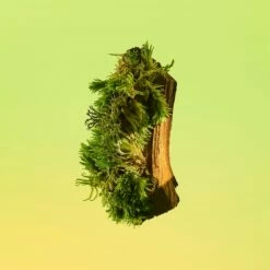 Calvin Klein Eternity -Negozio online Regalo Di Profumo Italia 2024 cont calvin klein eternity u00883006053098p