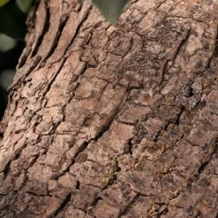 Chloé Rose Naturelle Intense -Negozio online Regalo Di Profumo Italia 2024 cont chloe chl rose nat int36163020381385p