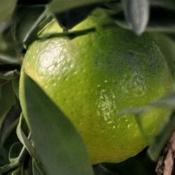 Chloé Rose Naturelle Intense -Negozio online Regalo Di Profumo Italia 2024 cont chloe chl rose nat int36163020381386p