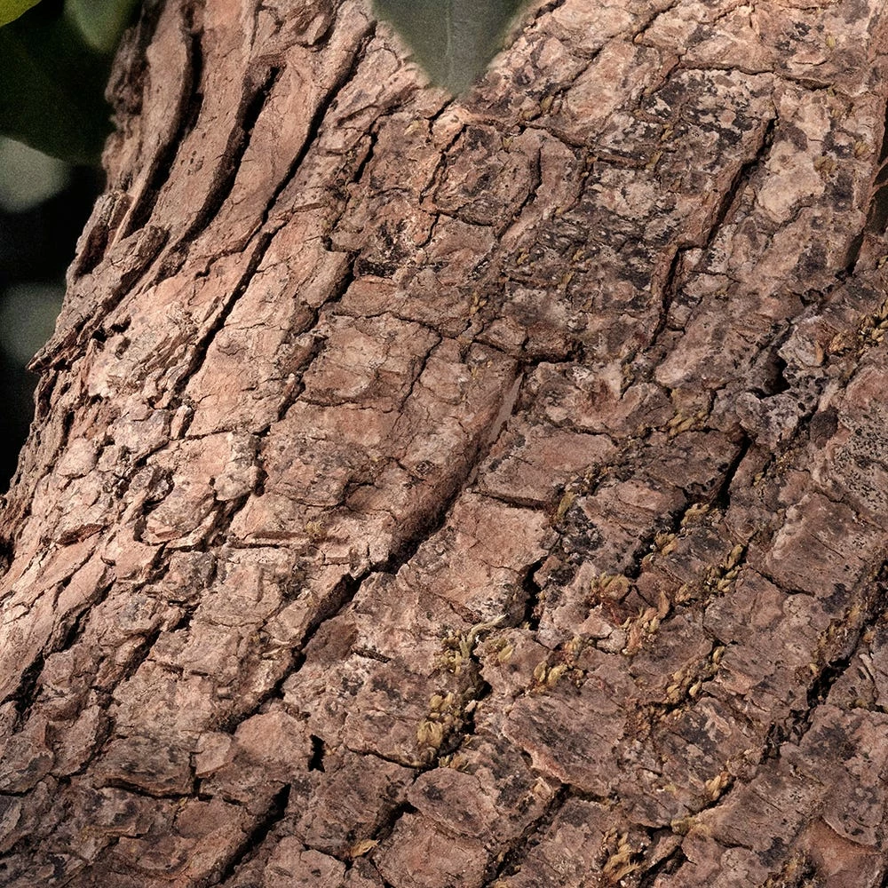 Chloé Rose Naturelle Intense 7 Chloé Rose Naturelle Intense - immagine 5