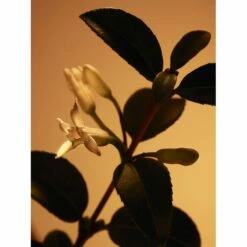 Hugo Boss BOSS THE SCENT PRIVATE ACCORD FOR HER -Negozio online Regalo Di Profumo Italia 2024 cont hugo boss 36142273917896p