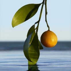 Hugo Boss BOSS BOTTLED INFINITE -Negozio online Regalo Di Profumo Italia 2024 cont hugo boss boss bottled infinite36142282208808p