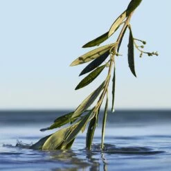 Hugo Boss BOSS BOTTLED INFINITE -Negozio online Regalo Di Profumo Italia 2024 cont hugo boss boss bottled infinite36142282208809p