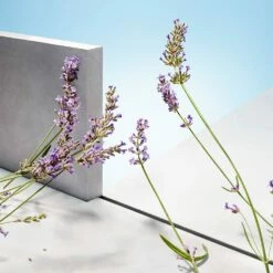 Hugo Boss Man -Negozio online Regalo Di Profumo Italia 2024 cont hugo boss hugo u edt07370526640266p