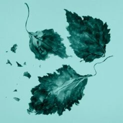 Tiffany & Co. -Negozio online Regalo Di Profumo Italia 2024 cont tiffany tiffanyco edp36142224019198p