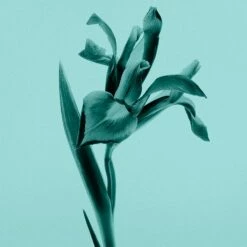 Tiffany & Co. Intense -Negozio online Regalo Di Profumo Italia 2024 cont tiffany tiffanyco edp36142269404908p