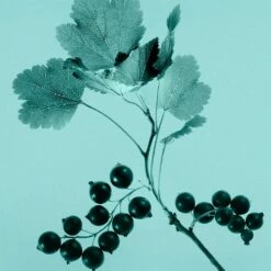 Tiffany & Co. Sheer -Negozio online Regalo Di Profumo Italia 2024 cont tiffany tiffanyco sheer edt36142269693167p