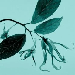 Tiffany & Co. Sheer -Negozio online Regalo Di Profumo Italia 2024 cont tiffany tiffanyco sheer edt36142269696138p